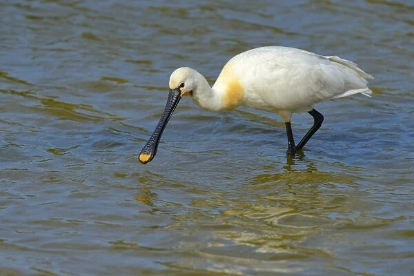 Spoonbill -Platalea leucorodia-, foraging for food, Wagejot nature reserve, Texel, West Frisian Islands, province of North Holland, Netherlands