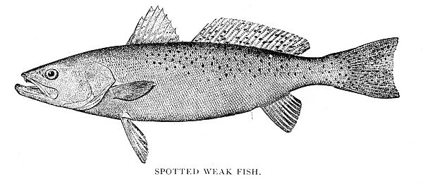 Spotted weak fish engraving 1898
