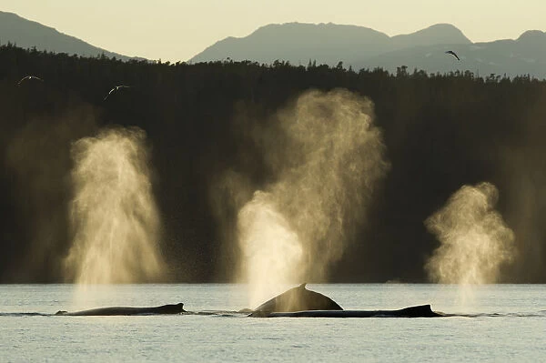Spouting Humpback Whale, Alaska