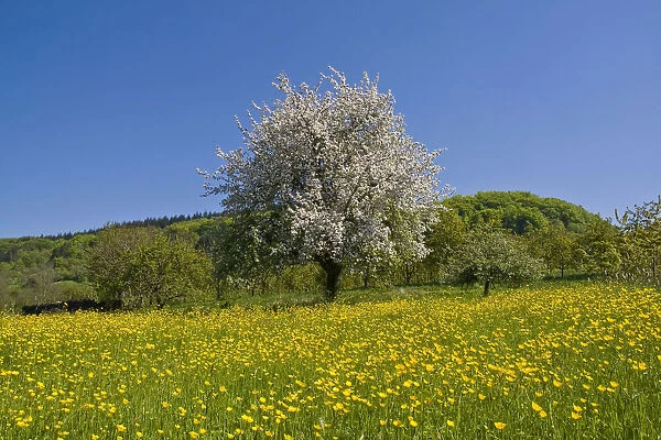 Spring landscape in the south Black Forest, Baden-Wuerttemberg, Germany, Europe