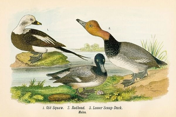 Squaw and duck bird lithograph 1890