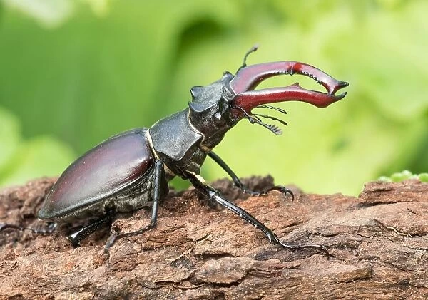 Stag Beetle (Lucanus cervus) on tree trunk, Hesse, Germany