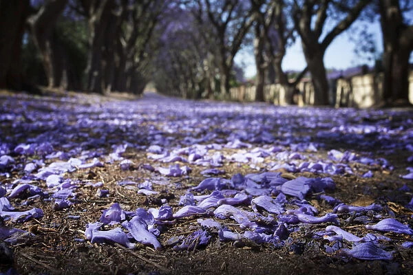 Suburban road with line of jacaranda trees and small flowers making a carpet - Cullinan South Africa