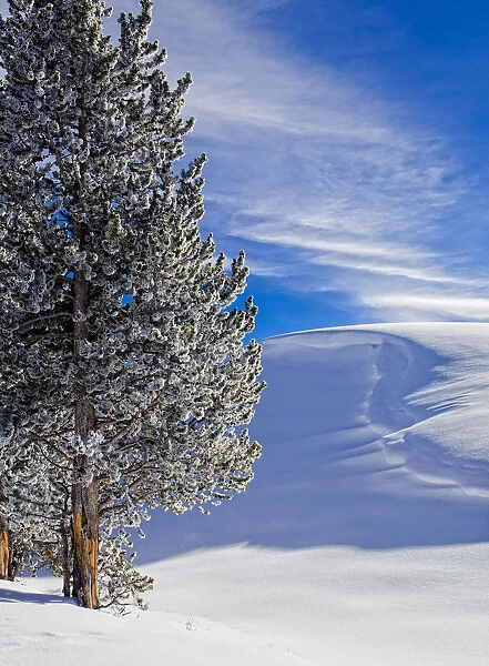 Sunny day in Winter, Yellowstone National Park, Wyoming, USA