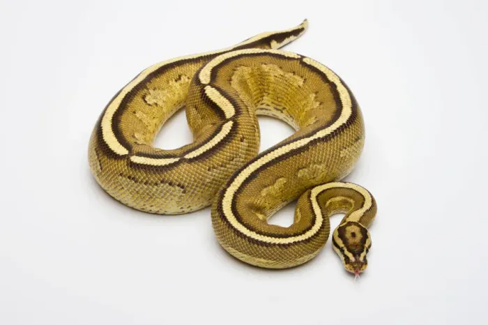 Framed Print : Superstripe Ball Python Print - Royal Python Male Framed Print : Superstripe Ball Python Print - Royal Python Male