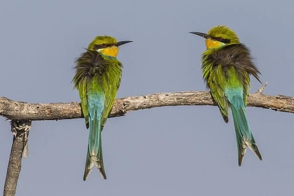 Swallow-tailed bee-eaters -Merops hirundineus-, Etosha National Park, Namibia, Africa