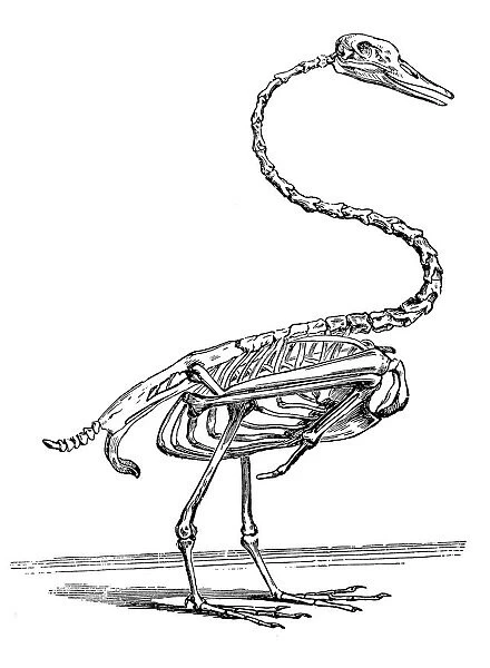 Swan skeleton