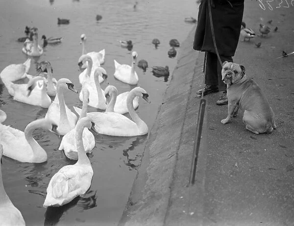 Swans And Dog