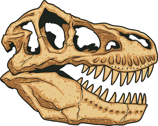 T-Rex Skull Illustration