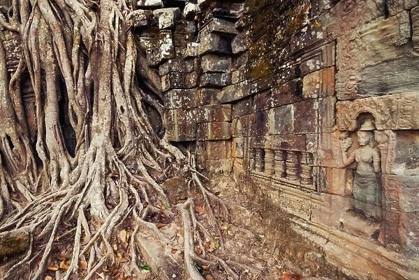 Ta Som temple covered by strangler fig tree