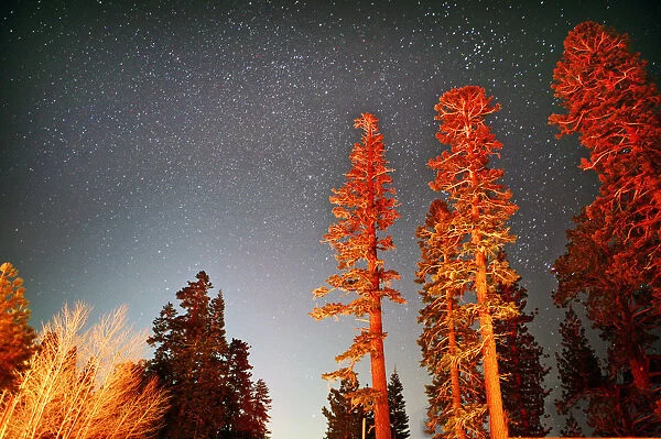 Tall sequoia trees at night under starry sky