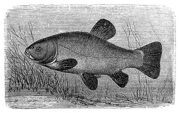 The tench or doctor fish (Tinca tinca)