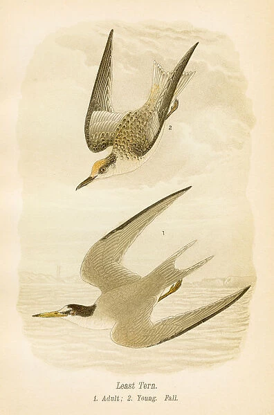 Least tern bird lithograph 1890