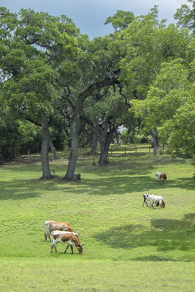 Texas Longhorn steer in pasture, Round Top, Texas, USA