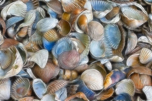 Texture, sea shells, filtered fractally