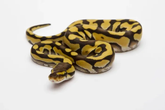 Framed Print : Tiger Phantom Ball Python Print - Royal Python