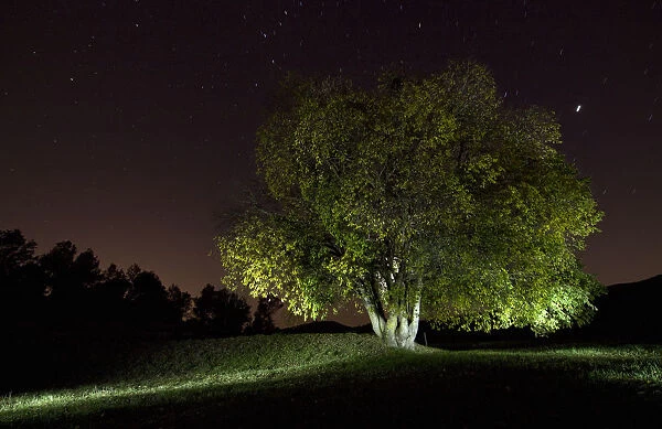 Tree in the forest lit by the moon and stars