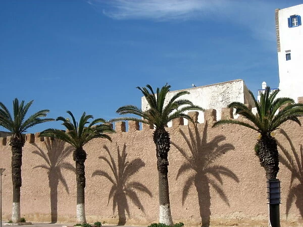Tree-lined street, Essaouira, Morocco