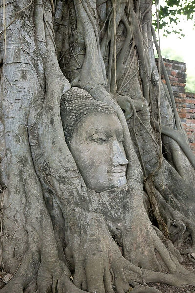 Tree Roots Wrapped Around Buddha Statue