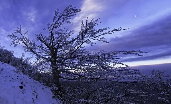 Tree in snow at sunrise, Monte Catria, Apennines, Marche, Italy