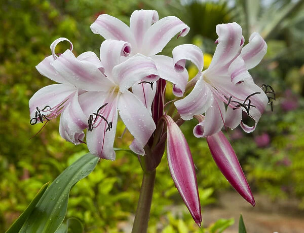 True Lily -Lilium-, blossom, Seychelles, Africa, Indian Ocean