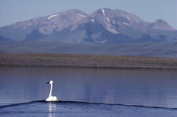 Trumpeter swan (Cygnus BUCCINATOR), RED Rocks Lake NWR, Montana