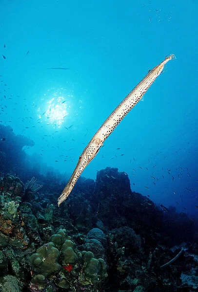 Trumpetfish (Aulostomus maculatus), Caribbean Sea, British Virgin Islands, Caribbean