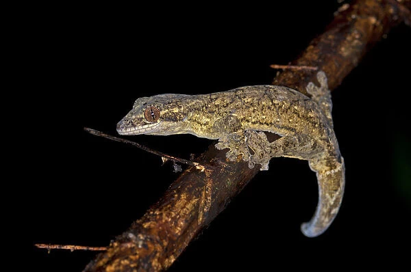 Turnip-tailed Gecko -Thecadactylus rapicaudus-, Tiputini rainforest, Yasuni National Park, Ecuador, South America