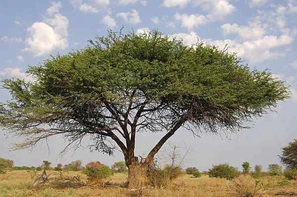 Umbrella Thorn Acacia (Acacia tortilis), Okavango Delta, Botswana, Africa