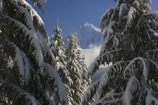 USA, Oregon, Cascade Range, Mt Hood through snowy evergreen forest