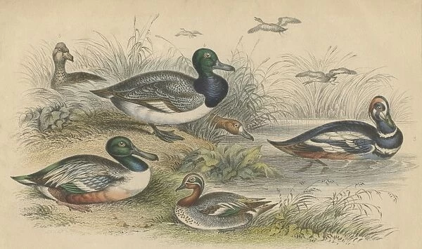 Ducks. Various ducks, circa 1800. They include a blue-winged shoveler or broad bill