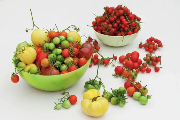 Framed Print : Tomato Varieties Print