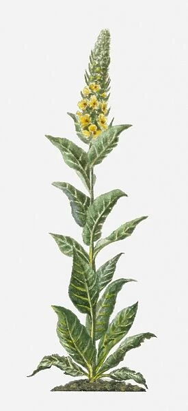 Verbascum thapsus (Common Mullein) with yellow flowers and green leaves on tall stem