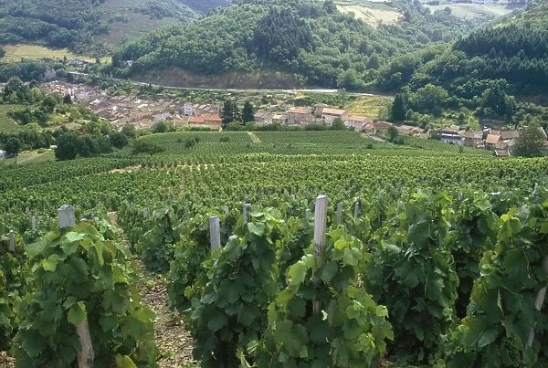 View Over Vineyards to a Small Town