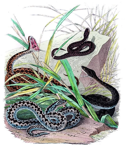 Viper snakes engravings 1853