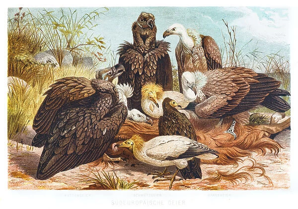 Vultures illustration 1882