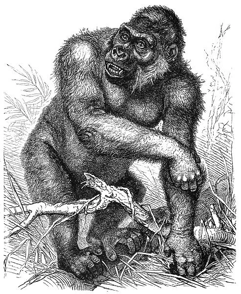 Western gorilla (Gorilla gorilla)