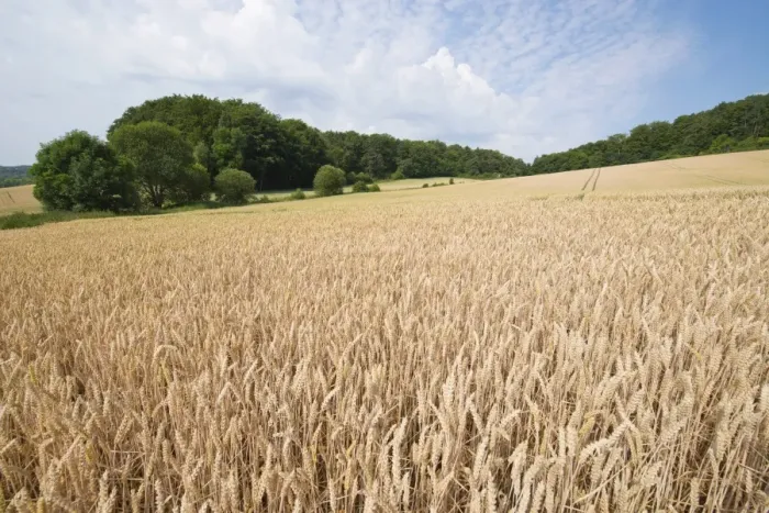 Framed Print : Wheat Field Print, Thuringia Landscape Framed Print : Wheat Field Print, Thuringia Landscape