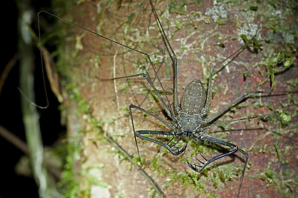 Whip spiders or tailless whip scorpions -Heterophrynus spec. -, Tiputini rain forest, Yasuni National Park, Ecuador, South America