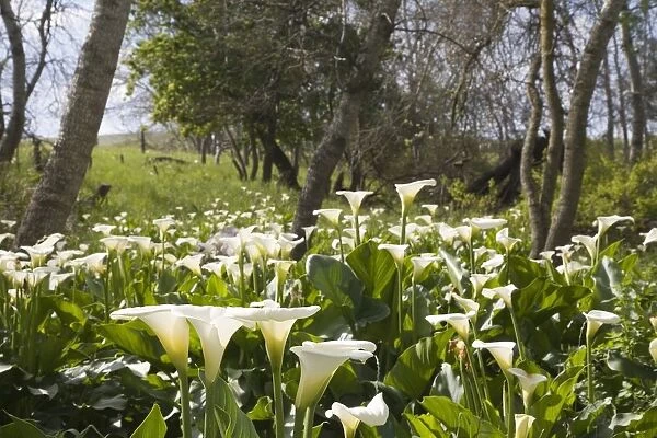 White Arum Lilies in Forest