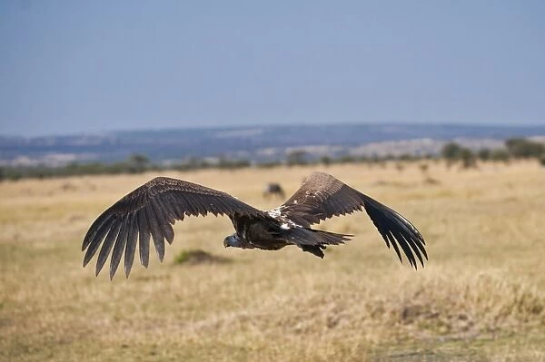 White-backed Vulture (Gyps africanus), Serengeti National Park, Tanzania, Africa