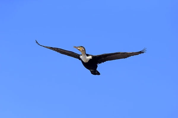 White-breasted Cormorant -Phalacrocorax carbo Lucides-, in flight, Bettys Bay, Western Cape, South Africa