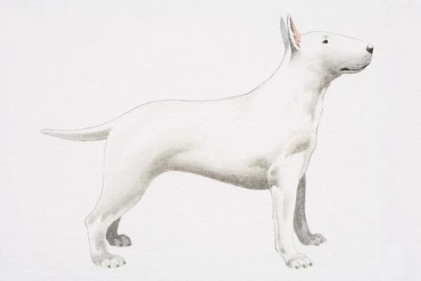 White Bull Terrier (Canis familiaris), side view