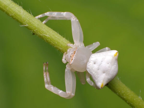 White crab spider