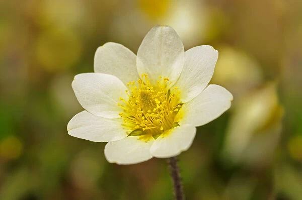White Mountain Avens or White Dryas -Dryas octopetala-, national flower of Iceland and official territorial flower of the Swedish province of Lapland, Sweden, Europe