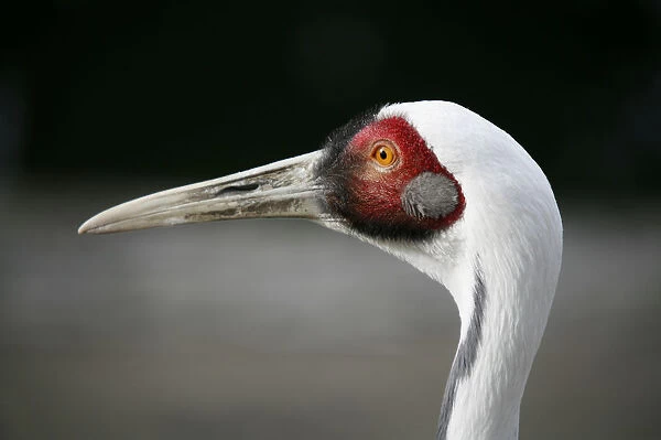 White-naped Crane -Grus vipio-, animal portrait, captive