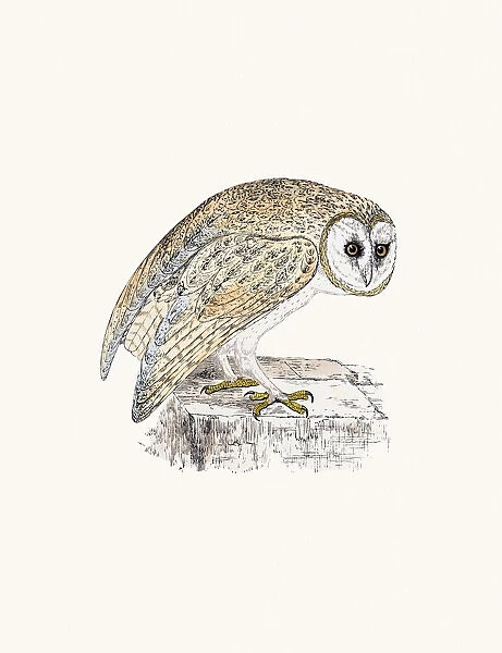 White Owl. A photograph of an original hand-colored engraving