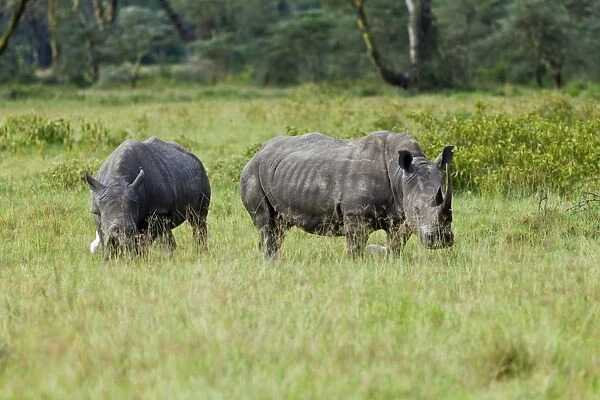 White Rhinoceroses -Ceratotherium simum-, Lake Nakuru National Park, Kenya, East Africa, PublicGround