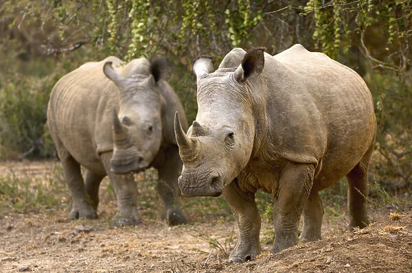 White Rhinocerous, Ndumu Game Reserve, RSA