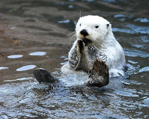 White Sea Otter